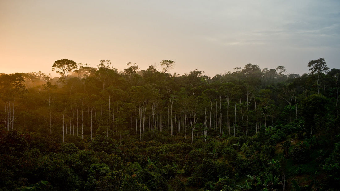 A History of Cacao: Ancient Tradition to Modern Ritual